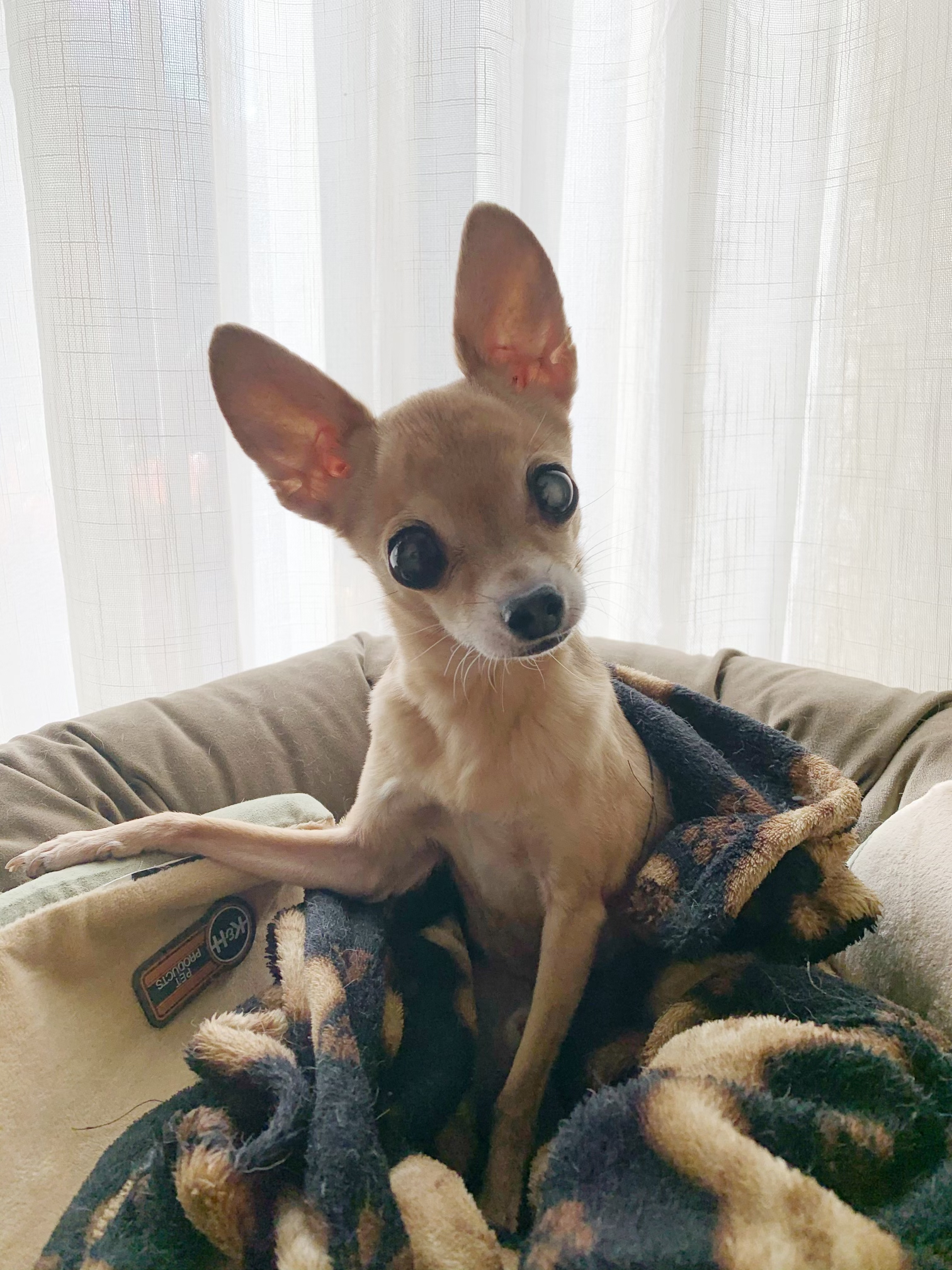 First and Main Wuffles Chihuahua Spaniel Plush Dog